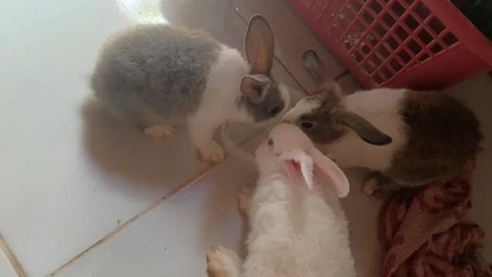 Vendo coelhos