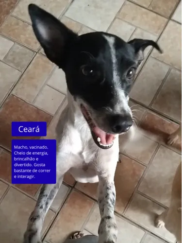 Doação de cãezinhos que perderam o tutor