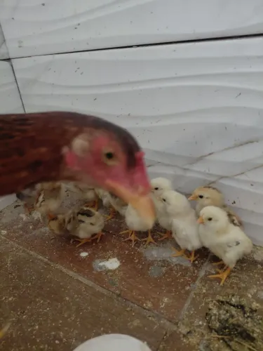 Galinha e pintinhos
