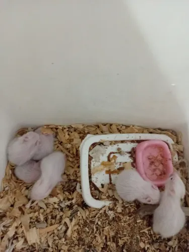 Filhotes de hamster sírio já disponível pra entrega dia 30