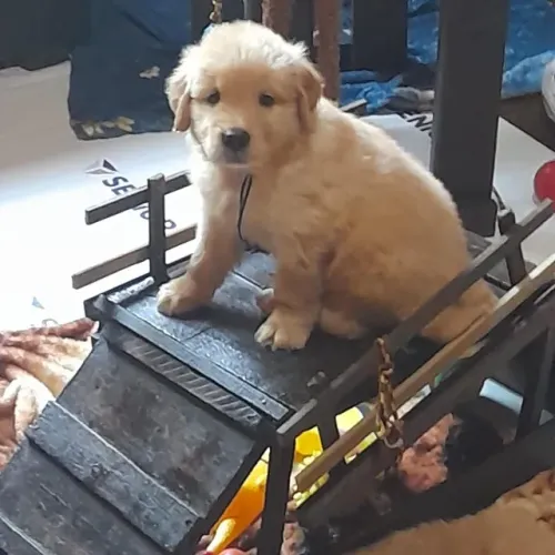 golden retriever filhotes