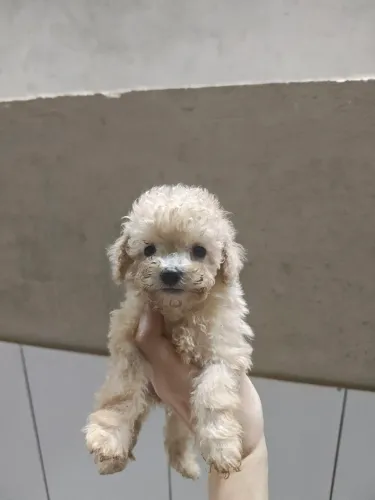 Belíssima filhote de Poodle Toy Branca com Pedigree