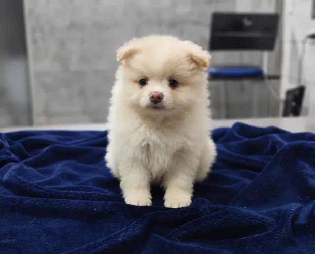 Lulu da Pomerânia Legítimo Fêmea