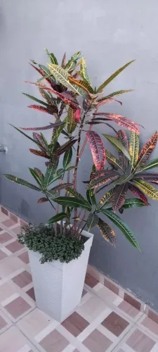 Planta Natural Croton