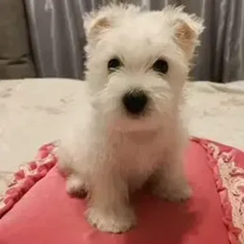 West Terrier Filhote Alegre e Brincalhão