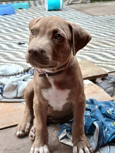 Pitbull Macho