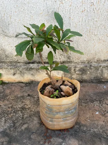 FRUTA DO MILAGRE - MUDAS DISPONÍVEIS 