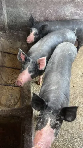 Porco cachaço Berkshire