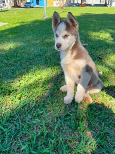 Husk siberiano