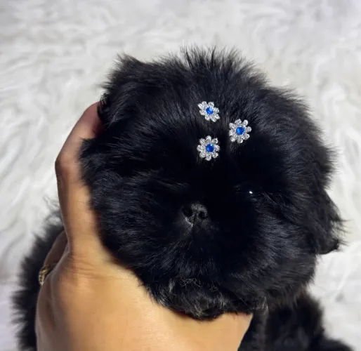Shitzu baby face macho preto um luxo