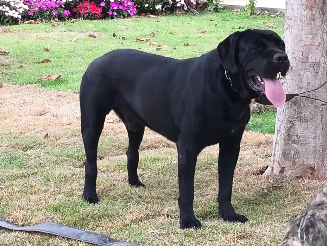 Filhote DE CANE CORSO ITALIANO Macho