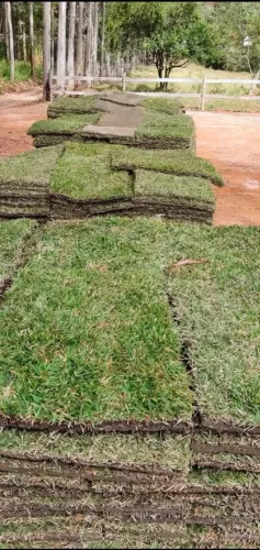 Grama esmeraldas, direto do produtor
