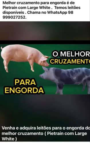 Leitões de raça 