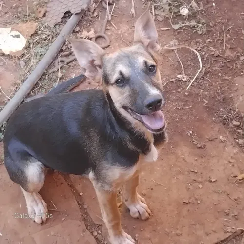 Cachorro doação