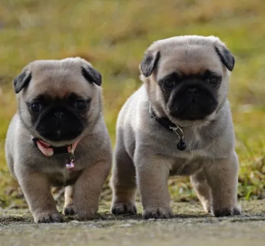 Pug - Companheiros Fiéis Desde Cedo