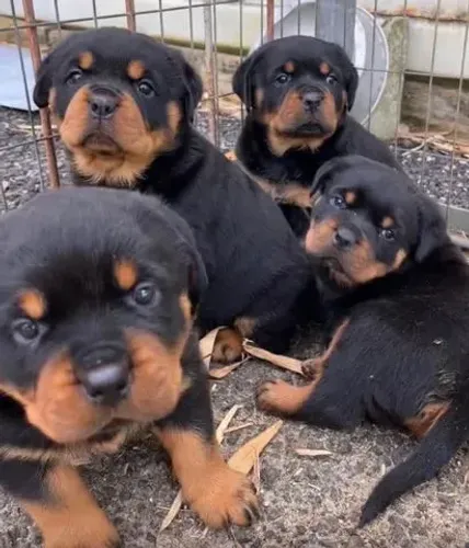Filhote de Rottweiler um filhote forte com alma carinhosa