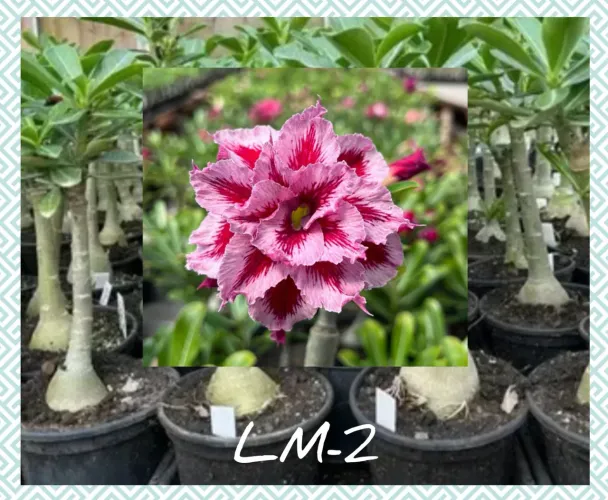 Rosa do deserto