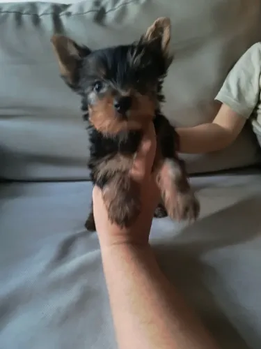 Yorkshire mini