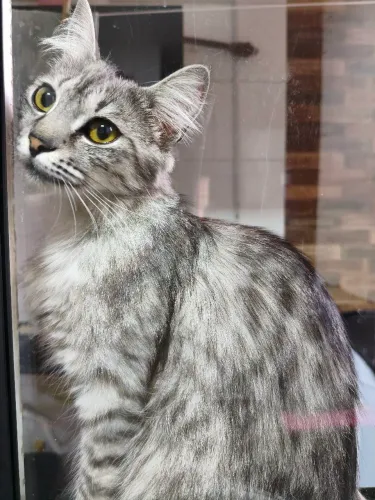 Doação de gata