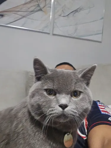 British shorthair - Filhote