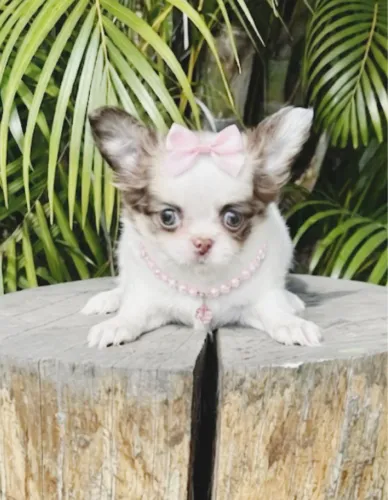 Chihuahua femeas longo e curto pedigree leia o anúncio
