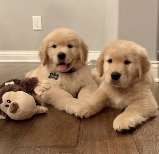 Golden Retriever - A Companhia Perfeita Para Transformar Seus Dias