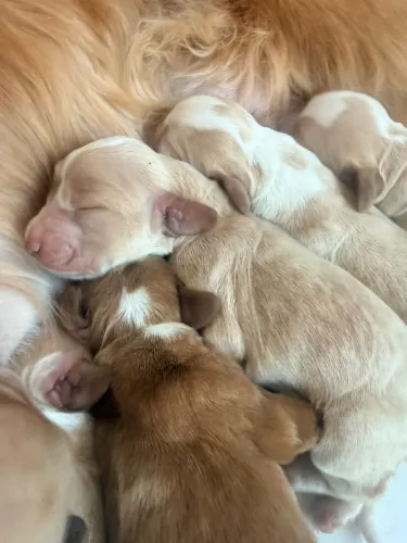 Filhotes Cocker Spaniel
