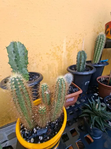 Cacto