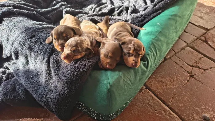 Filhotes de dachshund, teckel, Linguicinha, Salsicha 