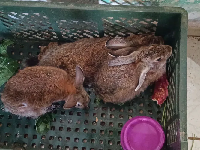 Vender três coelhos uma fêmea e seus dois filhotes de cinco meses 