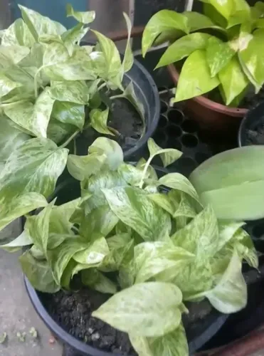 Planta jiboia