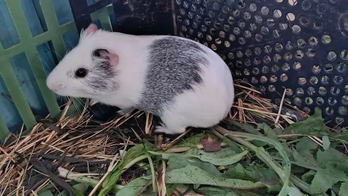Porquinho da índia