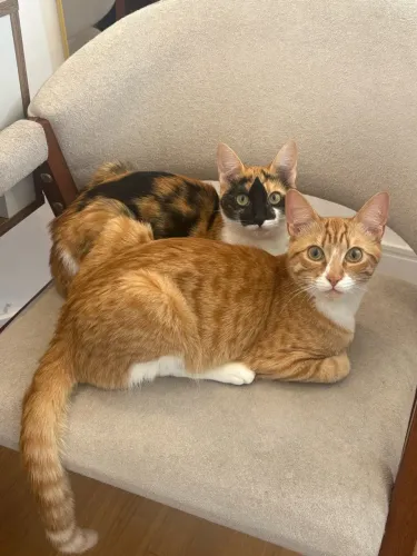 Doação gato