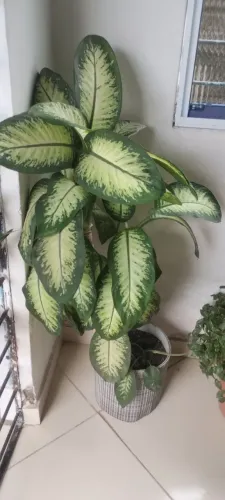 Planta comigo ninguém pode 