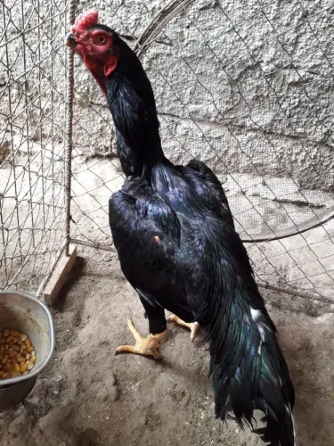 Frango Bico Curto