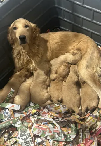 Filhotes de Golden Retrivier
