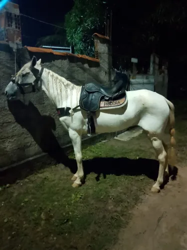 Égua mestiça manga larga