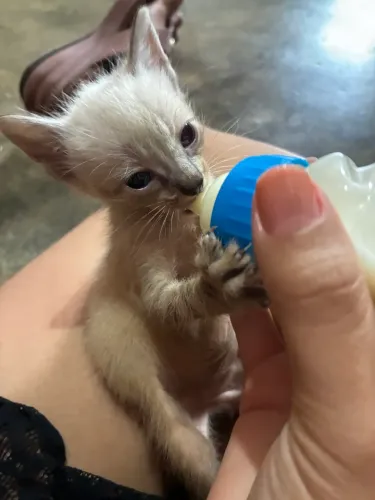 Gato 