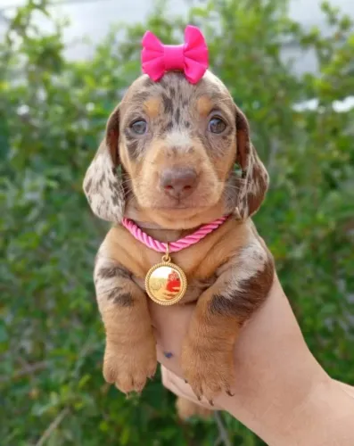 Dachshunds salcichinhas original