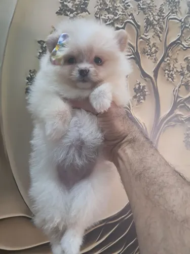 Lulu da pomerania fêmea e machinhos verdadeiros ursinhos
