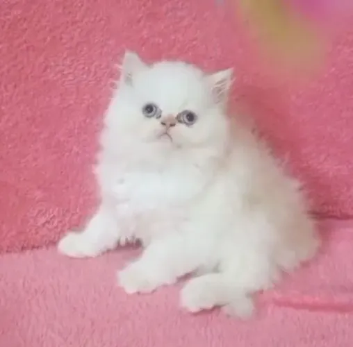 Persa filhote macho