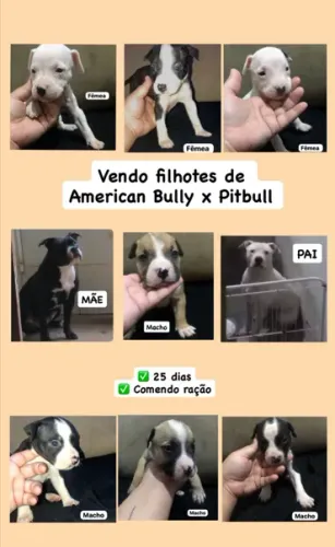 FILHOTES DE AMERICAN BULLY X PITBULL