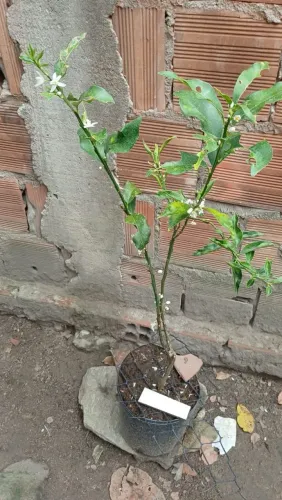 vende se um pe de laranja kikan enxertada