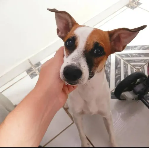 Cachorro para adoção 