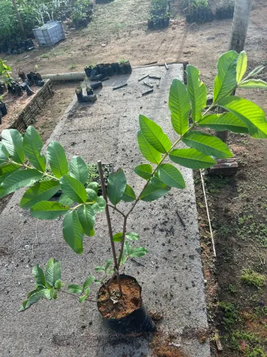 Mudas de goiaba