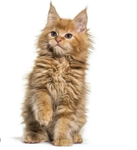 Maine Coon gato gigante 