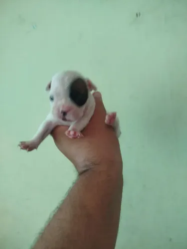 Cachorros buldogues francês 
