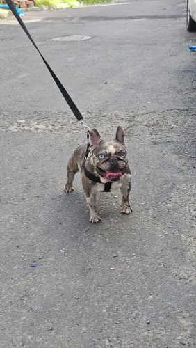 Bulldog Francês macho, para inseminação.