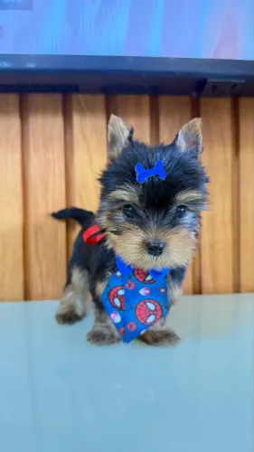 Yorkshire( Lulu, Shihtzu) porte Mini