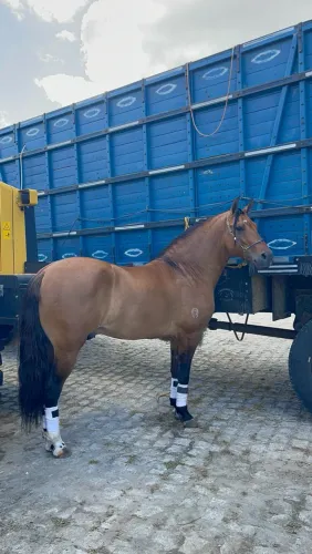 Cavalo mangalarga marchador